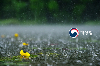 기상청 소나기 속의 연꽃