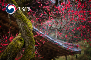 기상청 봄의 전령사, 매화