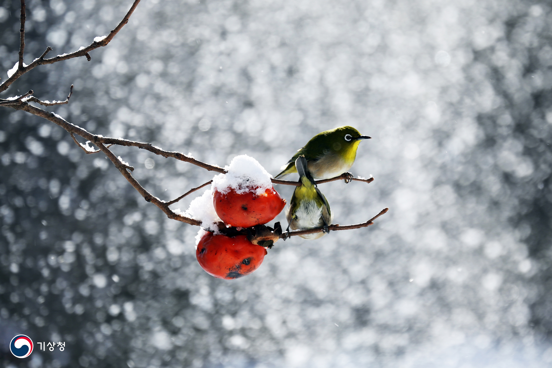 기상청 눈보라 치던 날
