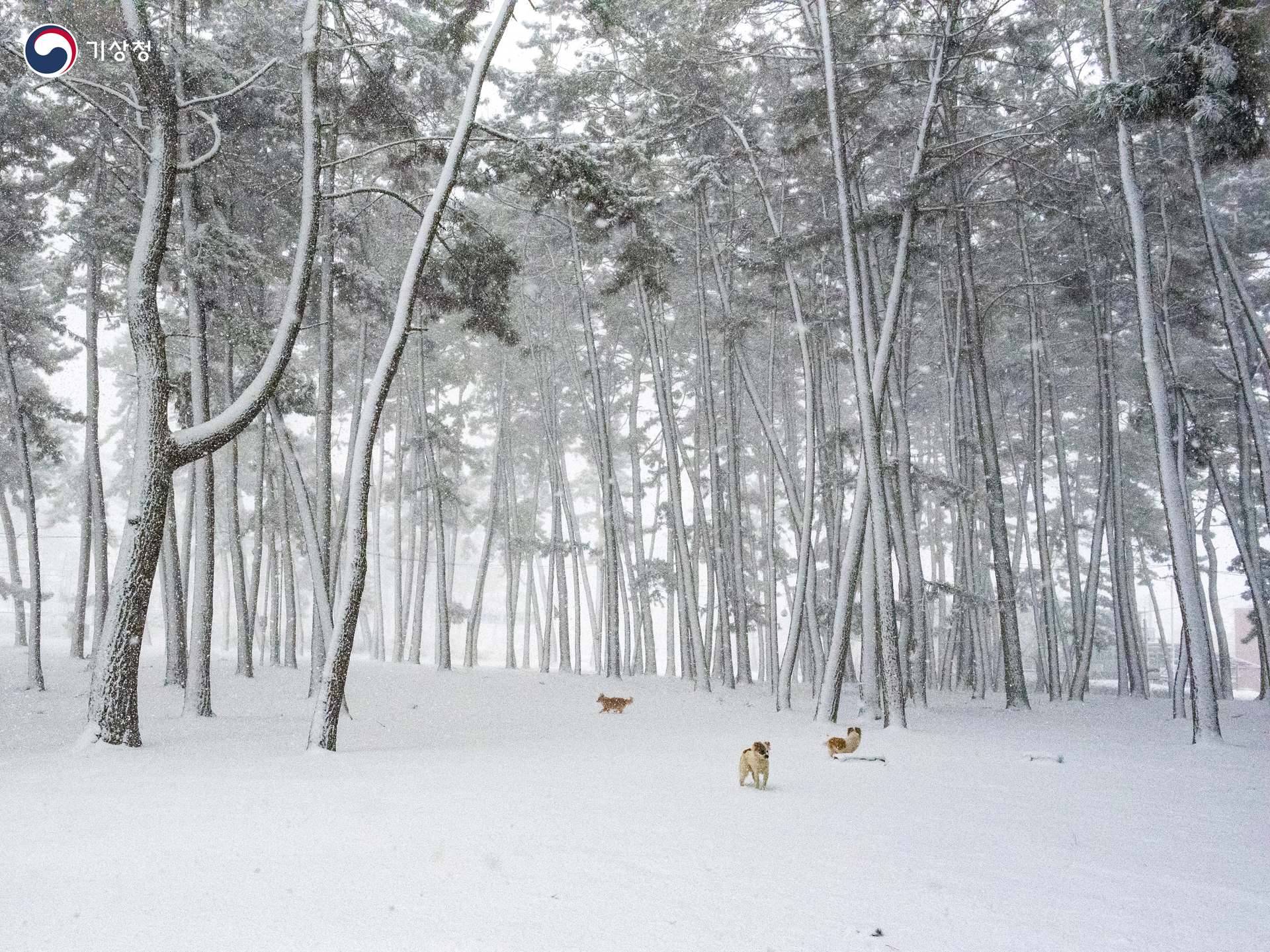 기상청 솔밭의 강아지들