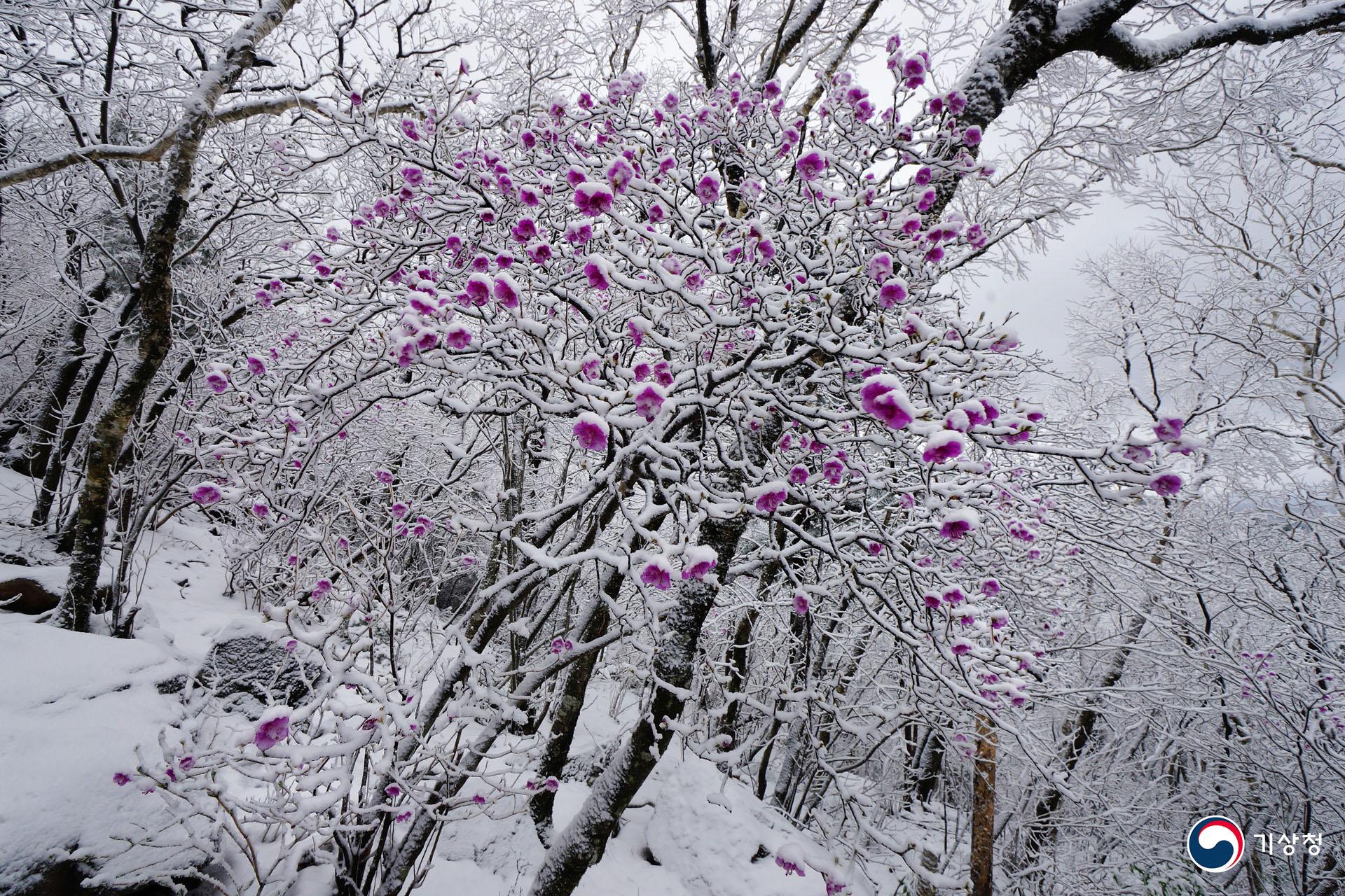 기상청 5월의 폭설
