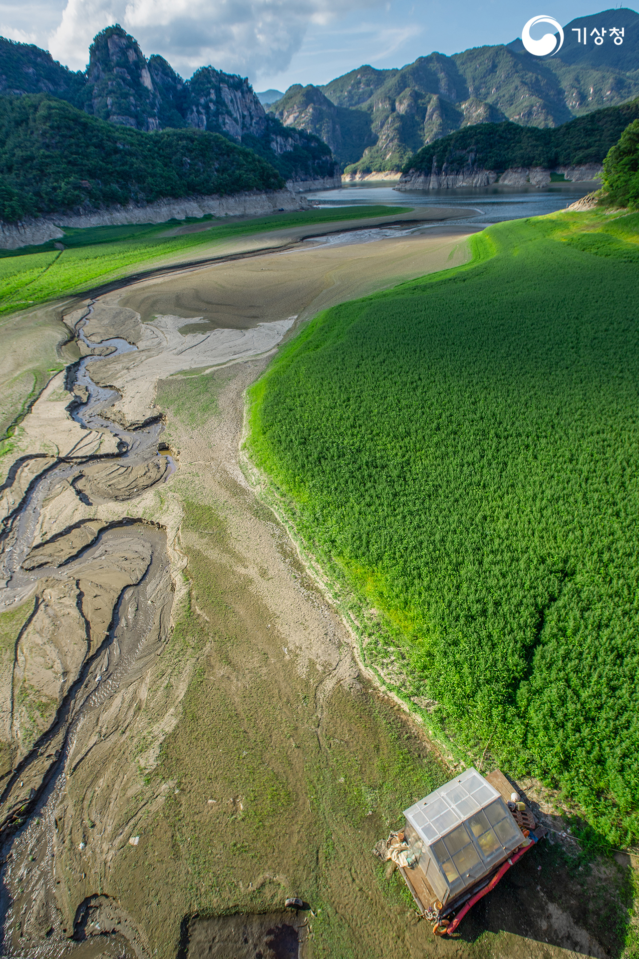 기상청 명아주의 역습