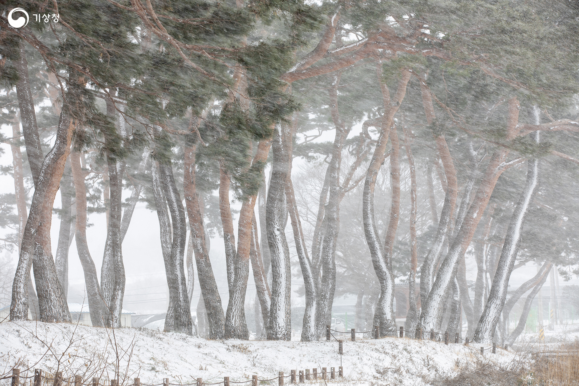 기상청 눈보라치는 솔밭