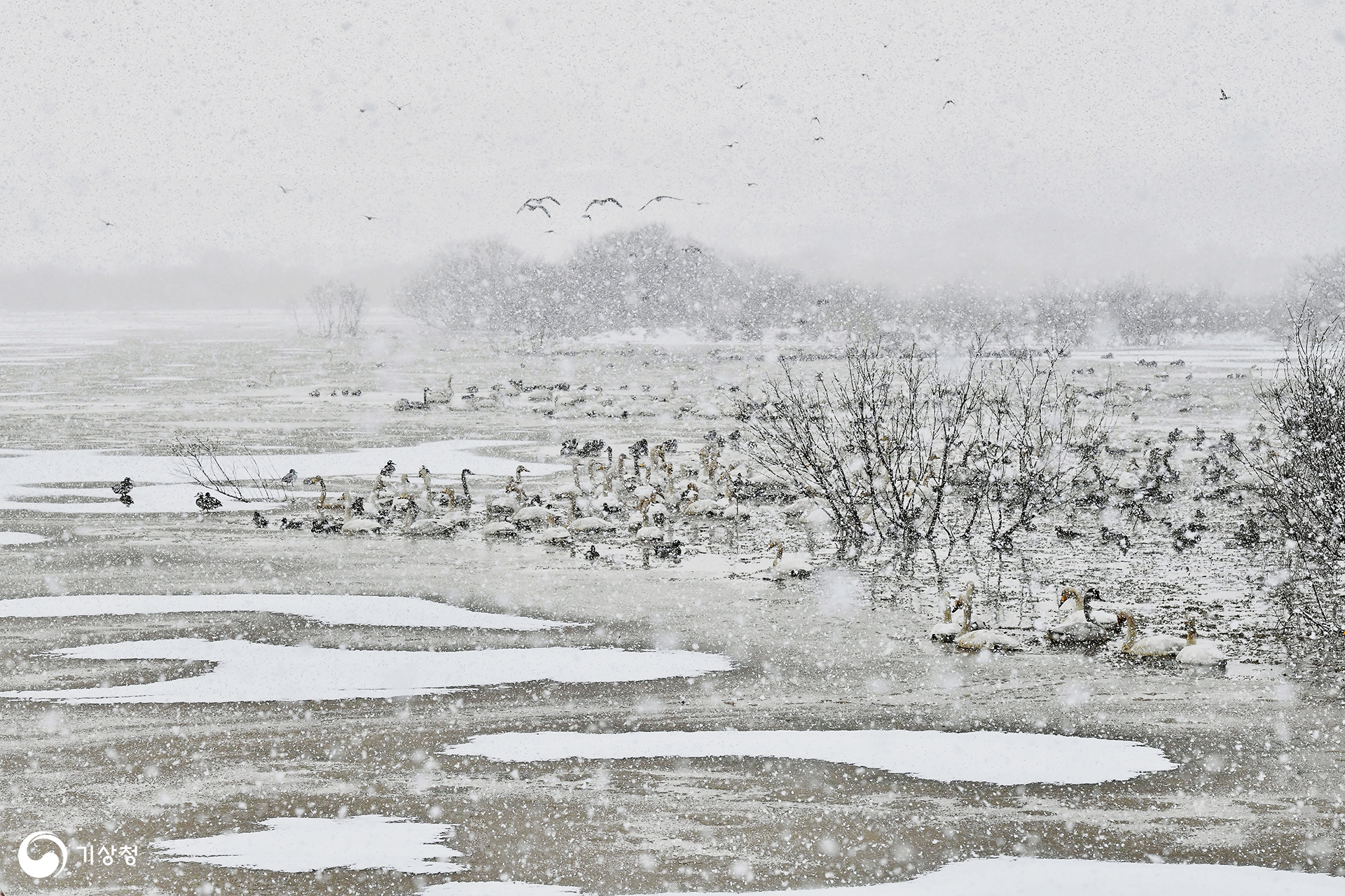 기상청 백조들의 겨울