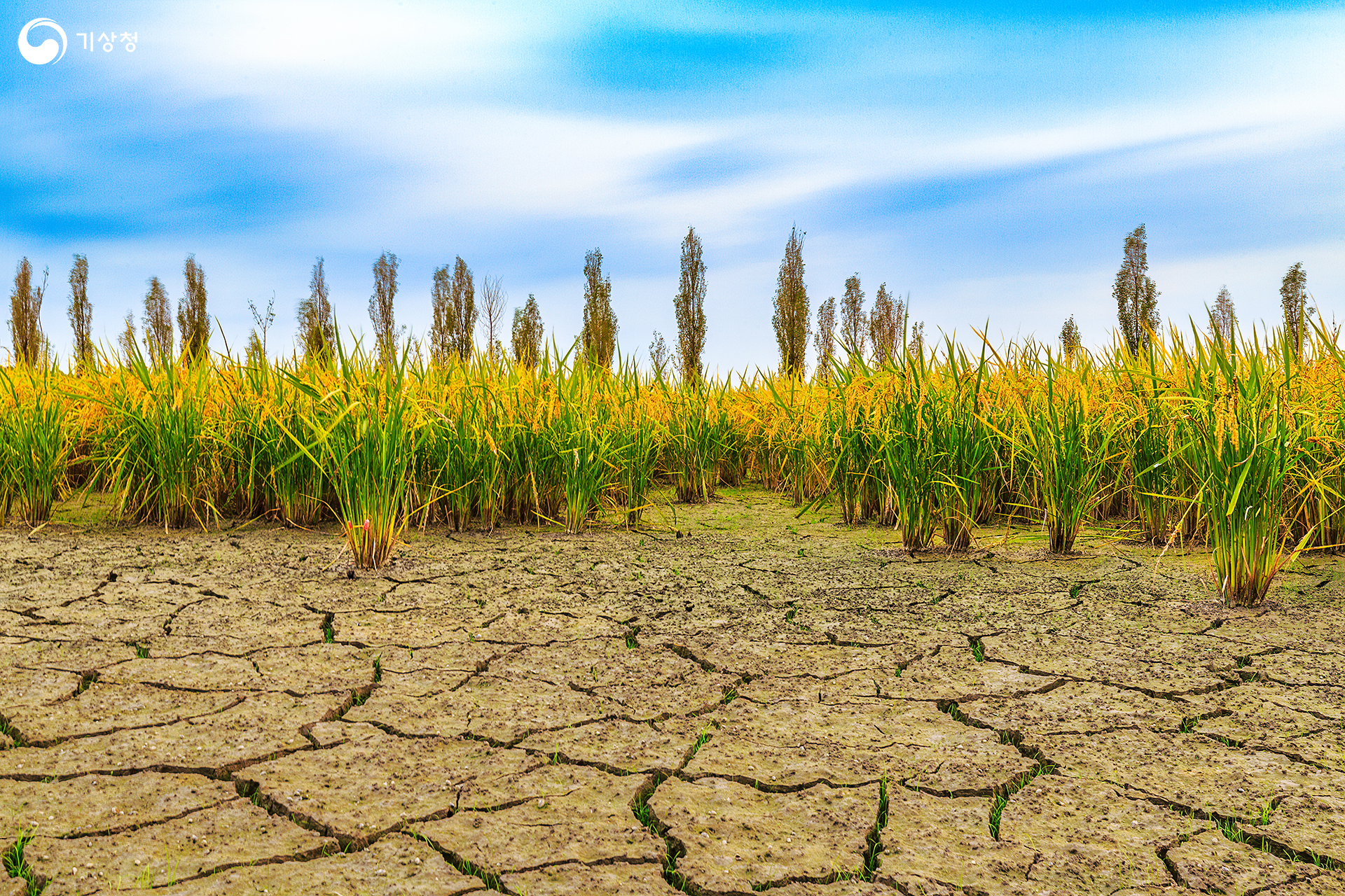 기상청 척박한 땅에서도 풍년일세
