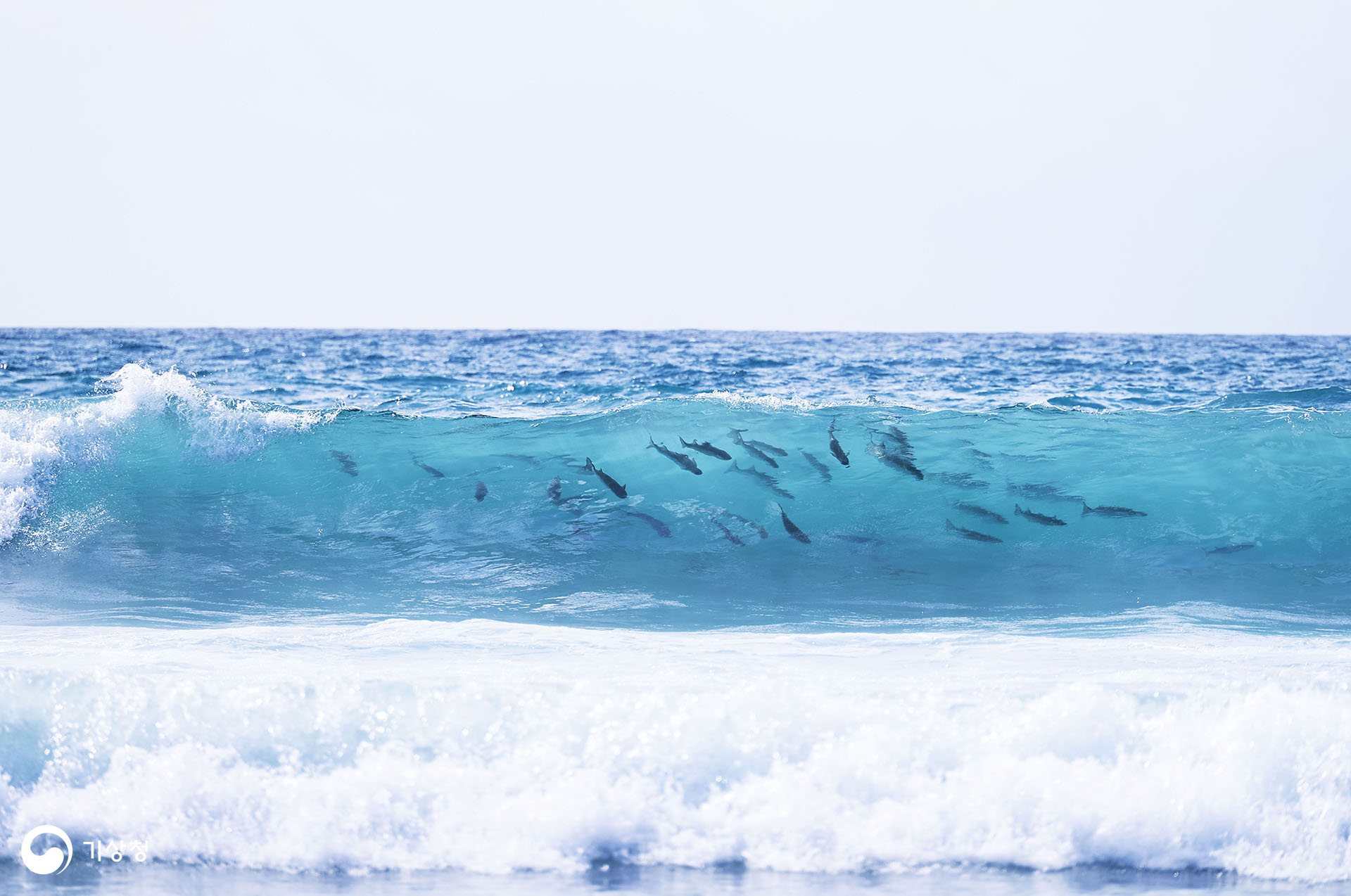 기상청 파도타는 물고기