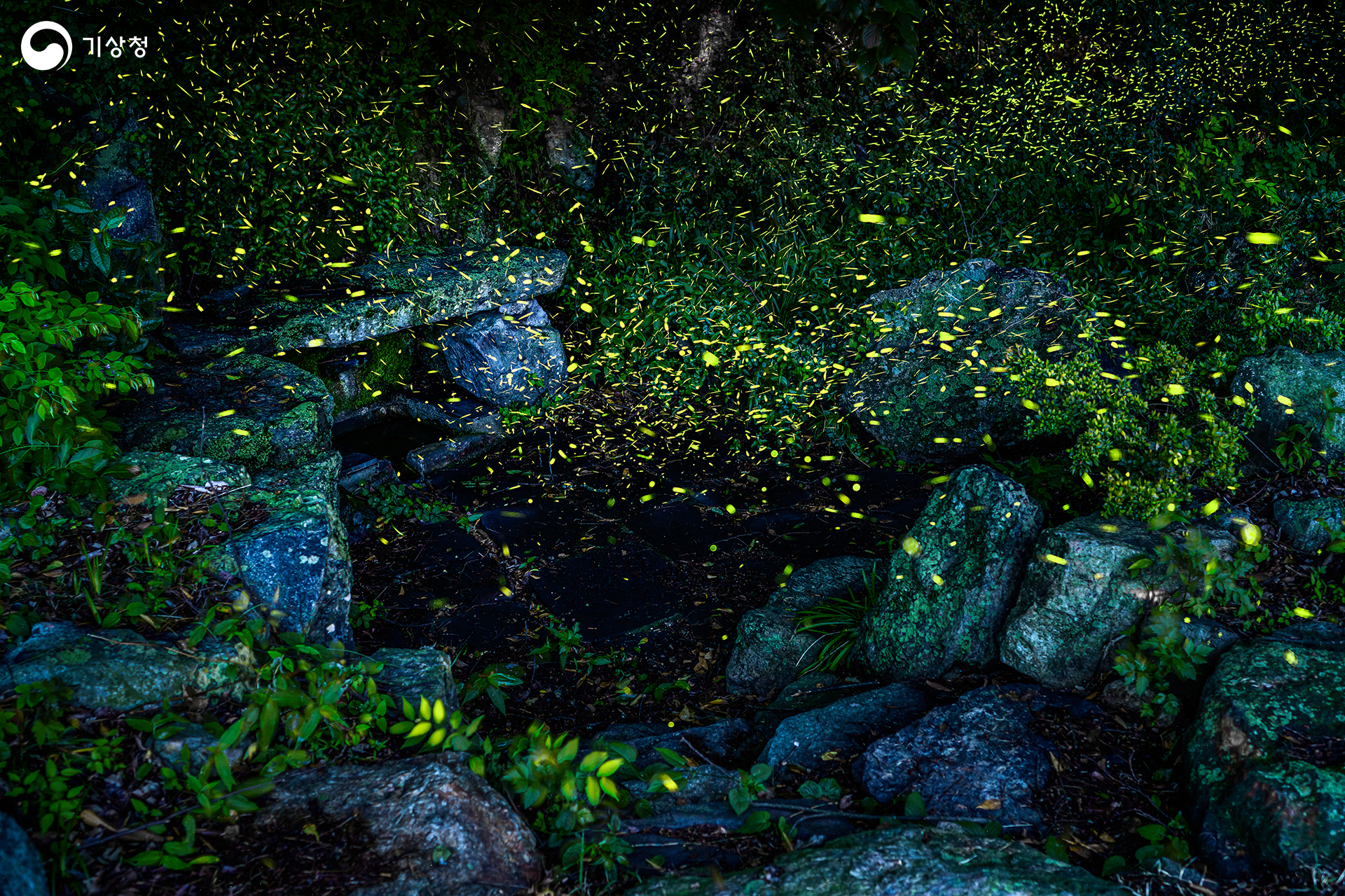 기상청 위기의 개똥벌레