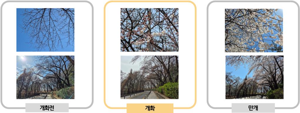 인천 군락단지 벚꽃나무 개화 전, 개화, 만개