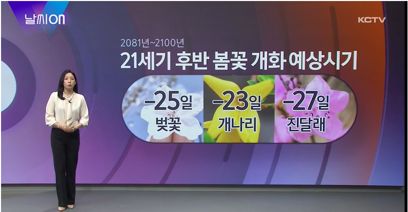 (220513) [날씨온] 기후변화 시나리오에 따른 미래 봄꽃개화시기.PNG