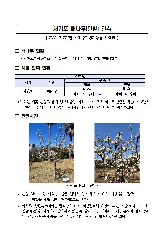 서귀포 배나무(만발) 관측.JPG