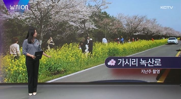 (230331) 벚꽃만개+제주 봄꽃 명소.JPG