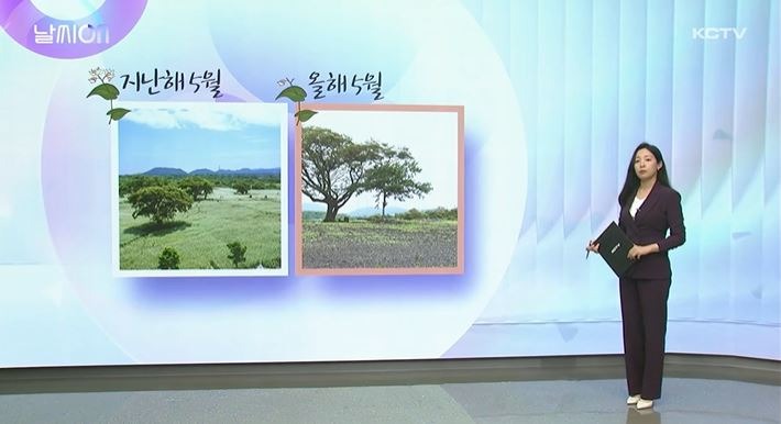 (230526) 메밀저온.비 피해.JPG