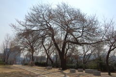 서울기상관측소 벚나무 개화 전체 사진