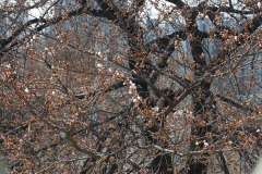 서울기상관측소 벚나무 개화 근접 사진