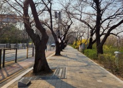 윤중로 벚나무 개화 전경 사진