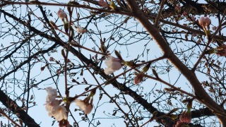 윤중로 벚나무 개화 전경 사진