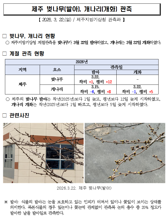 제주 벚나무(발아), 개나리(개화) 관측(20260322).png