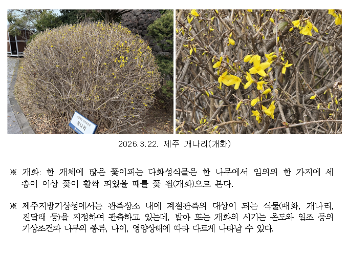 제주 벚나무(발아), 개나리(개화) 관측(20260322)_3.png