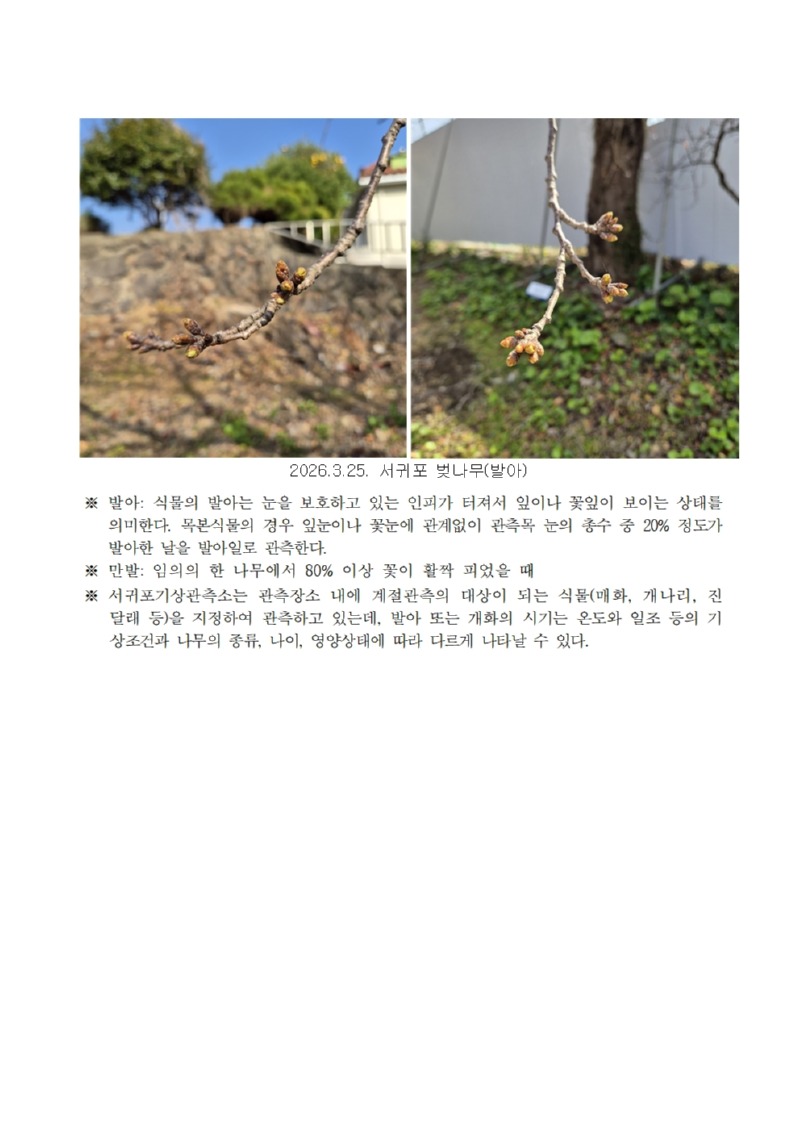 서귀포 개나리(개화), 벚나무(발아) 관측(20260325)002.jpg