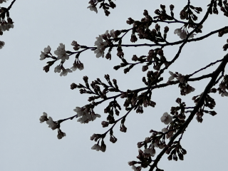 서울기상관측소 벚꽃 개화 근접 사진