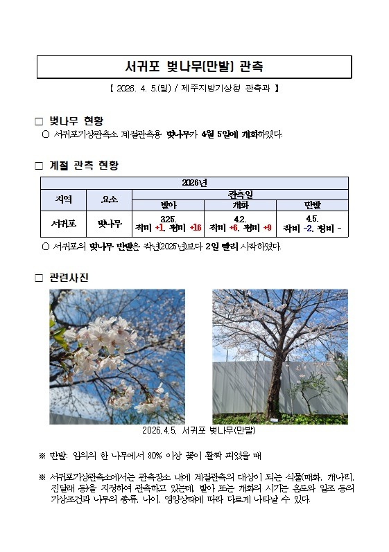 서귀포 벚나무(만발) 관측(20260405).jpg