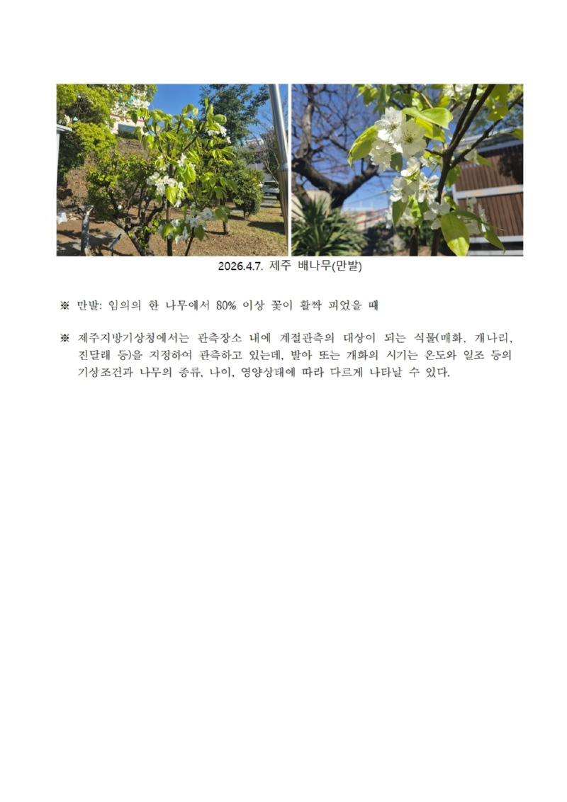 제주 복숭아(만발), 배나무(만발) 관측(20260407)002.jpg