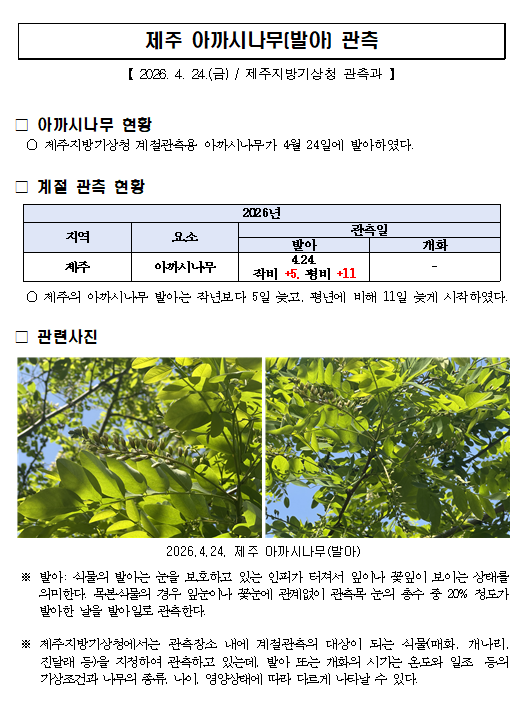 제주 아까시나무(발아) 관측(20260424).png