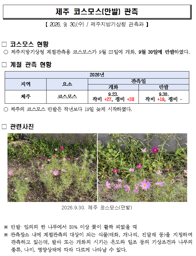 제주 코스모스(만발) 관측(20260930).png