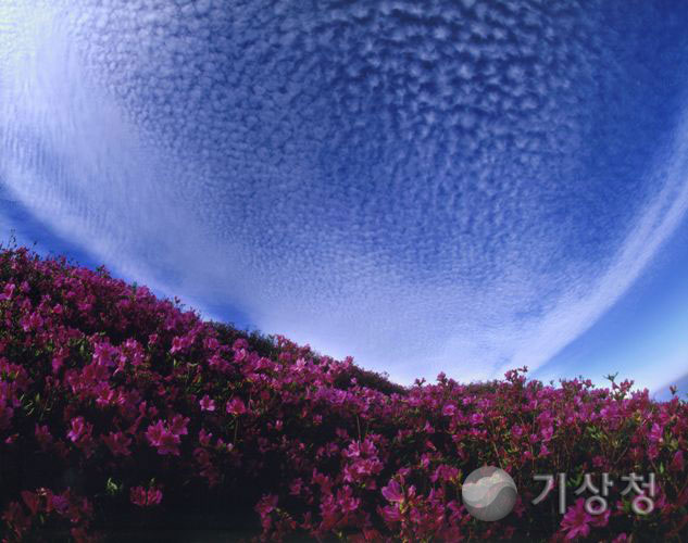 기상청 철쭉꽃 구름