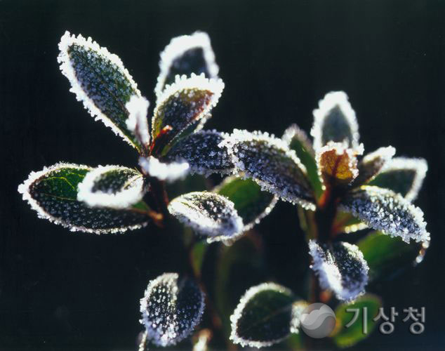 기상청 나뭇잎 얼음꽃
