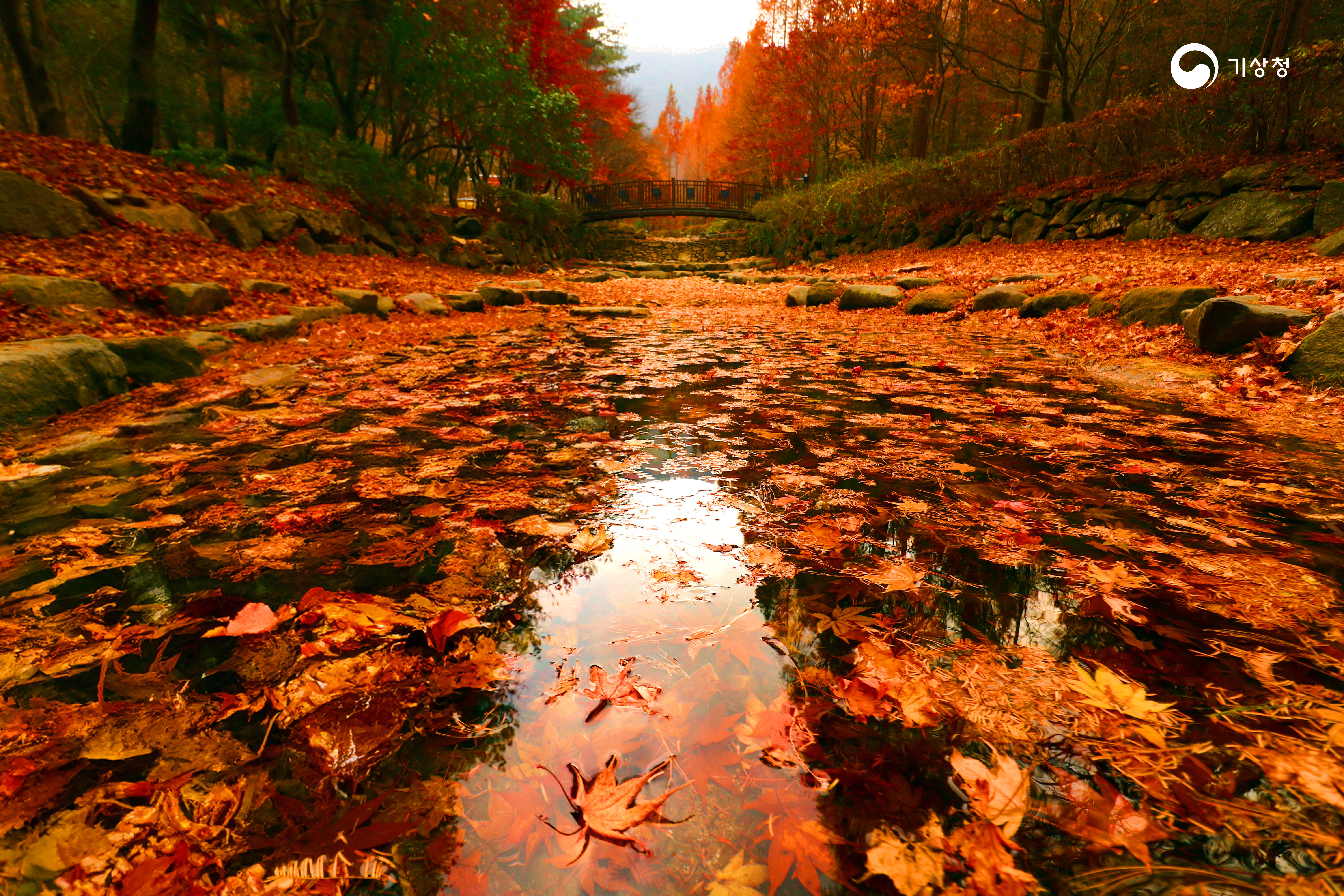 기상청 단풍나무 숲의 가을
