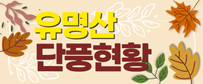 유명산 단풍현황